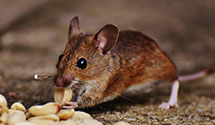 24 Hour & Emergency Exterminators in West Wenatchee, WA